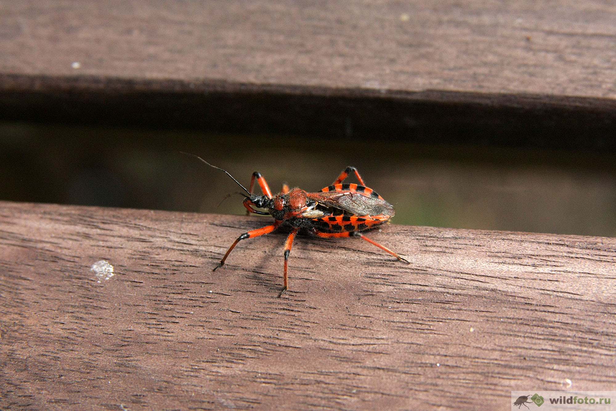 Хищнец кольчатый (Rhinocoris annulatus) | Дикий Юг