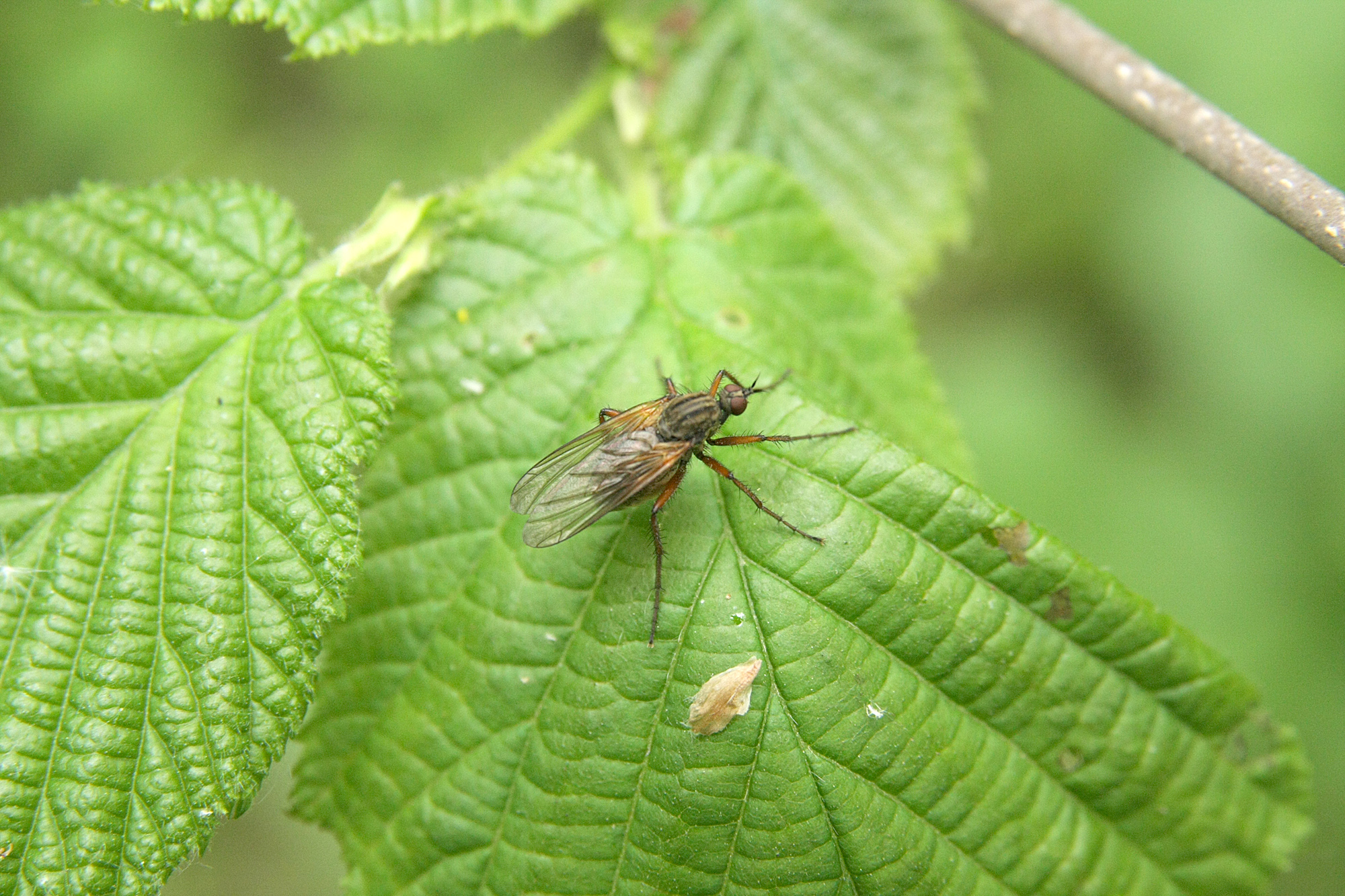 Скатофага навозная, или навозница рыжая (Scathophaga stercoraria) | Дикий Юг