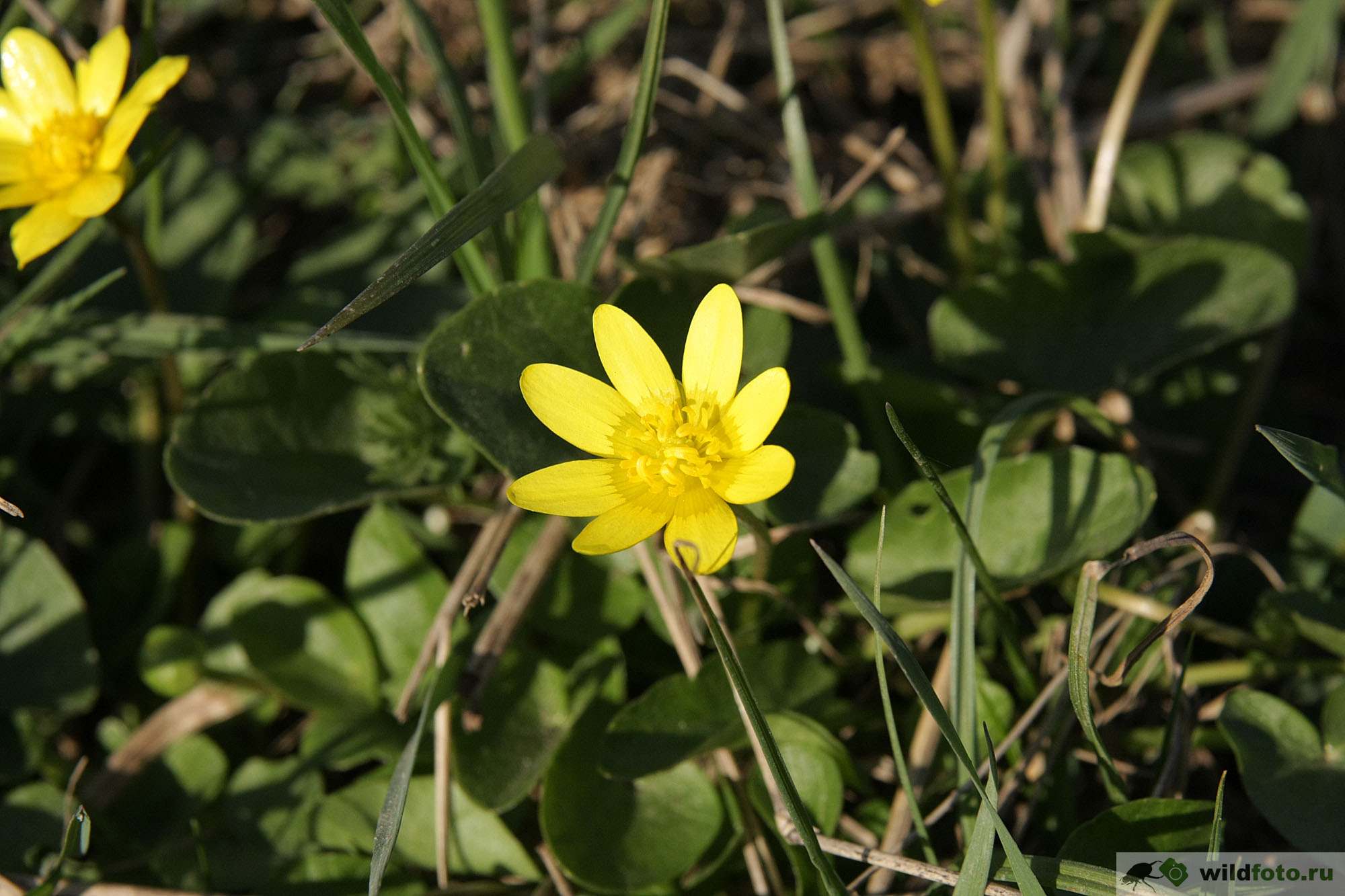 Чистяк. Чистяк весенний ficaria Verna. Чистяк весенний (Ranunculus ficaria). Лютик Чистяк. Лютик весенний Чистяк.