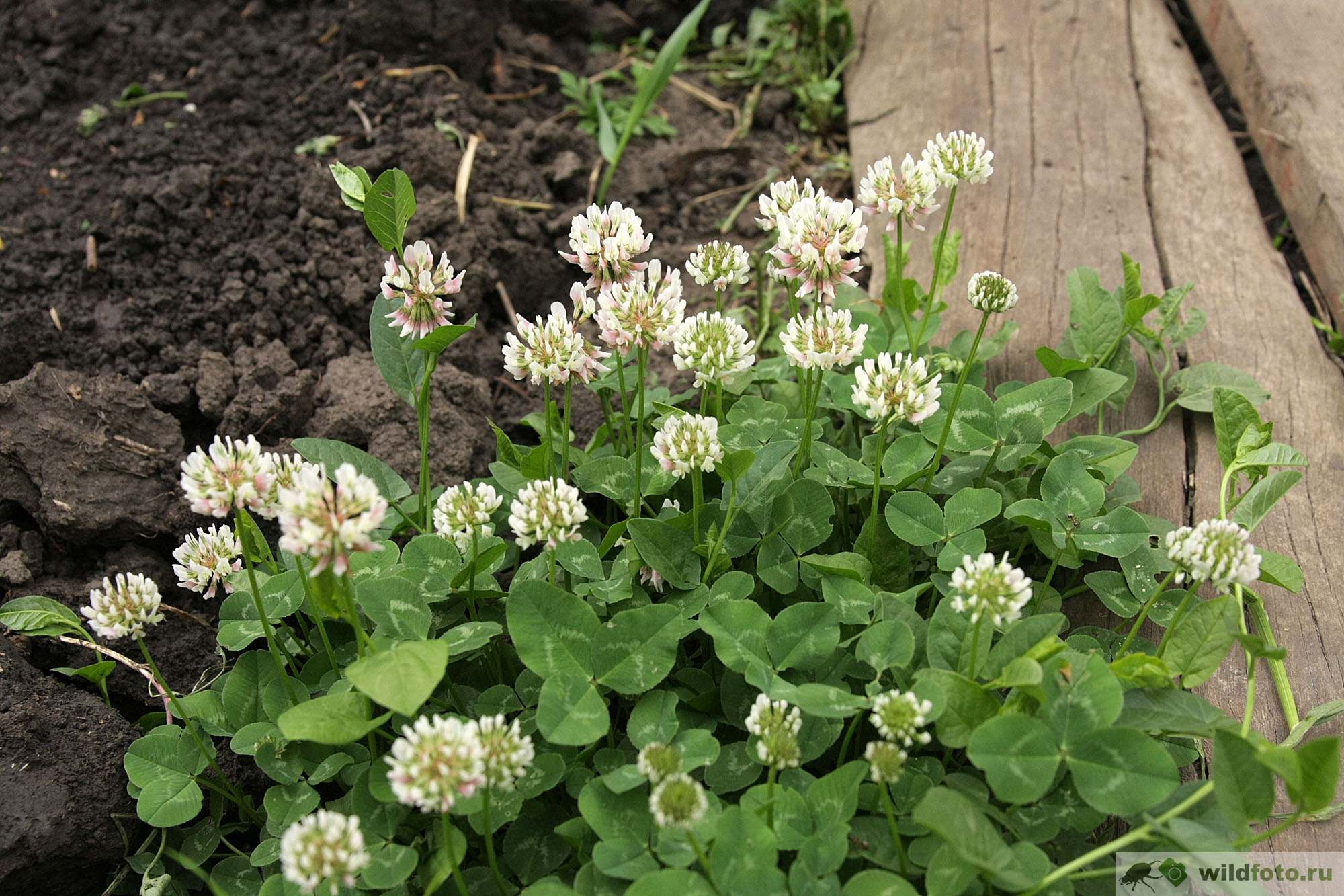 Клевер белый Trifolium repens