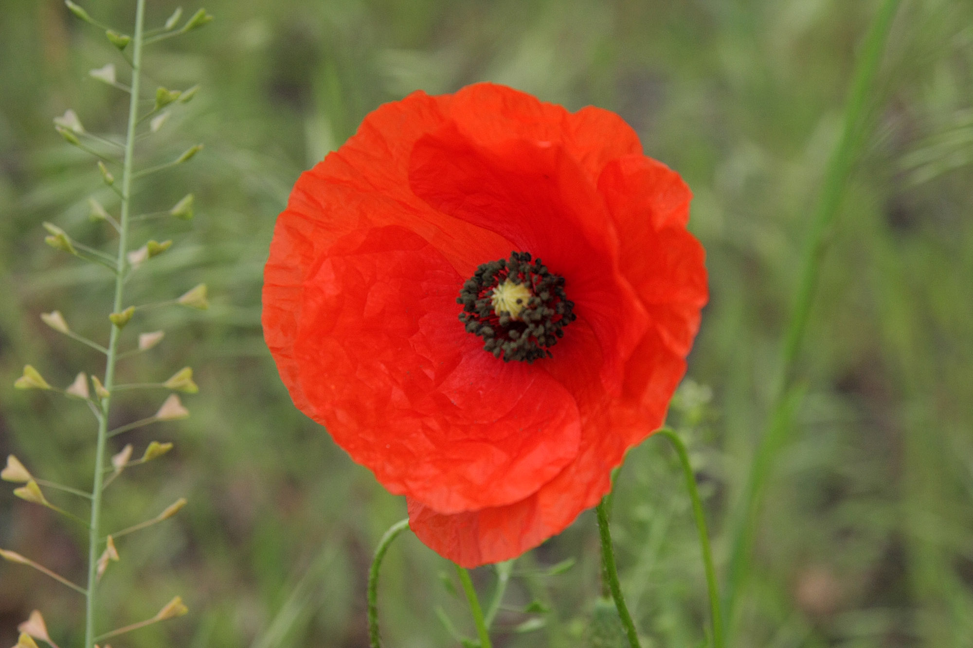 Мак фото описание. Мак самосейка. Мак полевой самосейка. Мак самосейка Papaver rhoeas l.. Мак самосейка (Papaver rhoeas) Ширли..