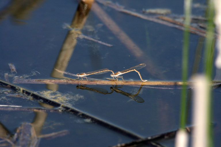 Лютка рыжая (Sympecma fusca). Фото: Андрей Помидорров. Снято в Крымском районе