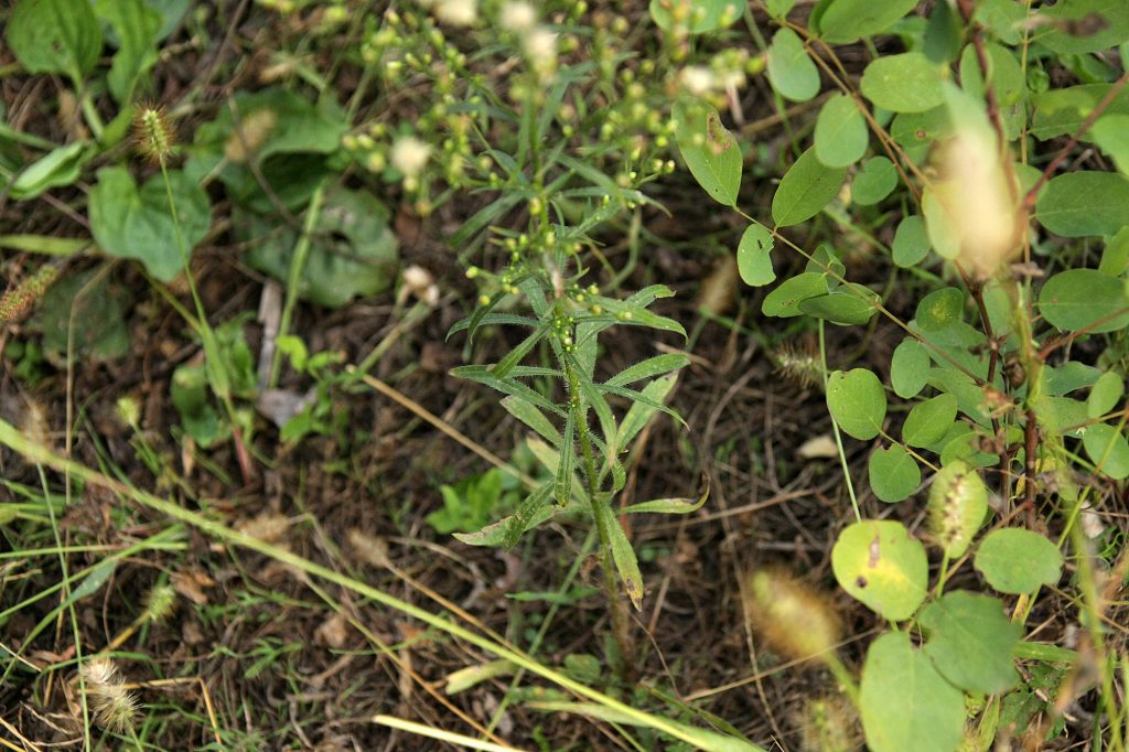 Мелколепестник канадский (Conyza canadensis). Снято в Тахтамукайском районе (Адыгея)