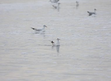 Озёрная чайка (Larus ridibundus). Зимний окрас. Снято в районе ст. Елизаветенской