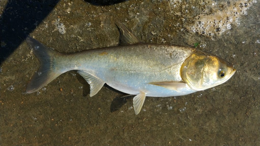 Белый толстолобик Hypophthalmichthys molitrix. Фото: inaturalist.nz