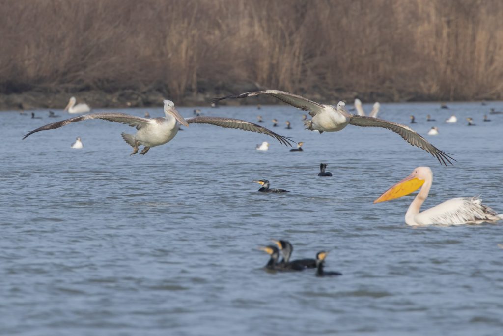 Пеликаны в "заказнике "Приазовский". Фото: Александр Перевозов