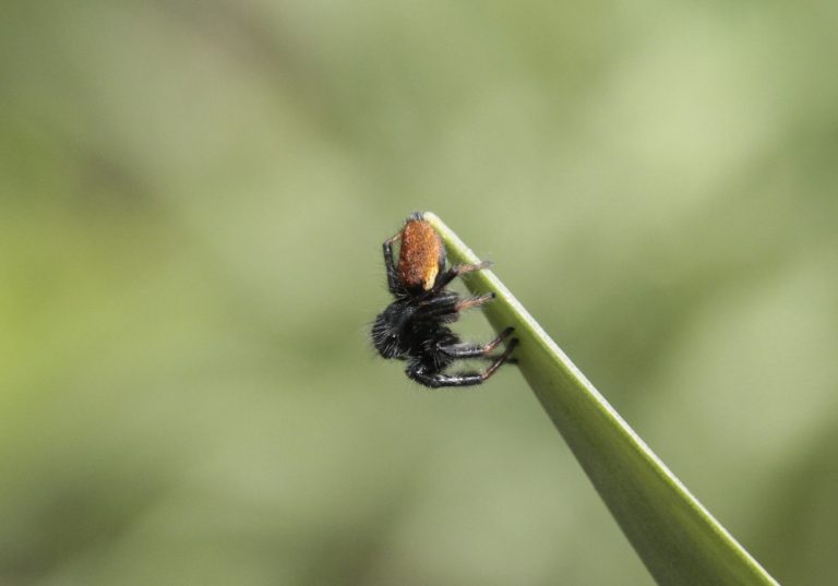 Carrhotus xanthogramma. Снято в Краснодаре.