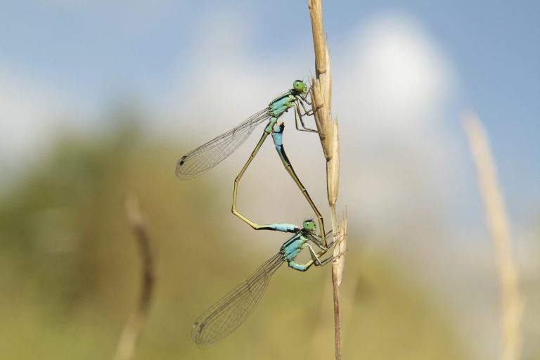 Тонкохвост изящный (Ischnura elegans). Снято в Динском районе