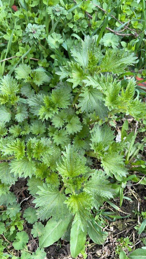 Крапива Двудомная (Urtica dioica). Снято в станице Новощербиновской. Фото - пользователь luuchiaaa в inaturalist.org