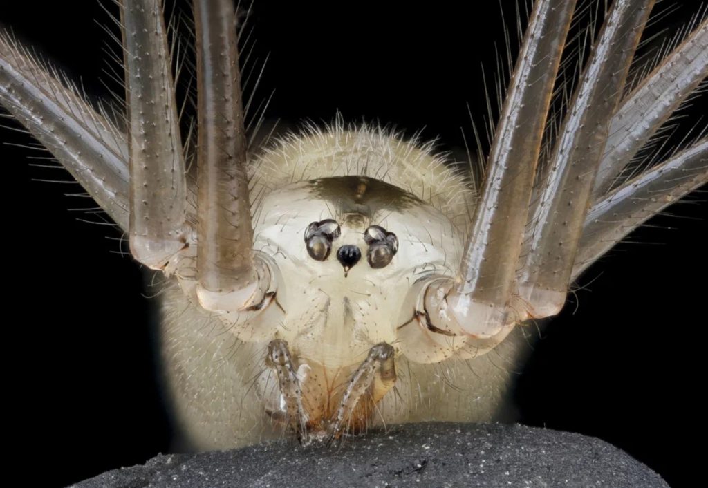 Фаланговидный фолькус (Pholcus phalangioides). Фото: inaturalist.org