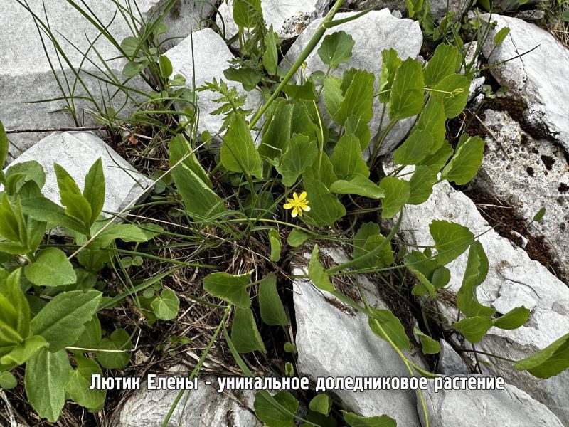 Лютик Елены (Ranunculus helenae Albov, 1891). Фото: npsochi.ru