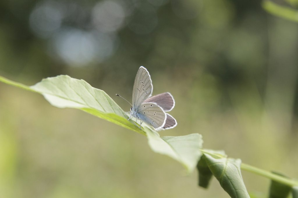 Голубянка альцет (Cupido alcetas). Снято в Туапсинском районе